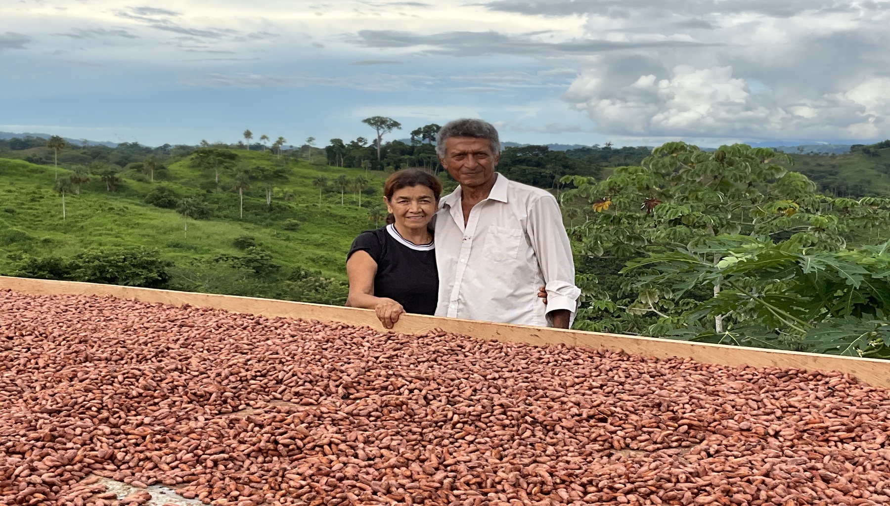 Cacao en Grano