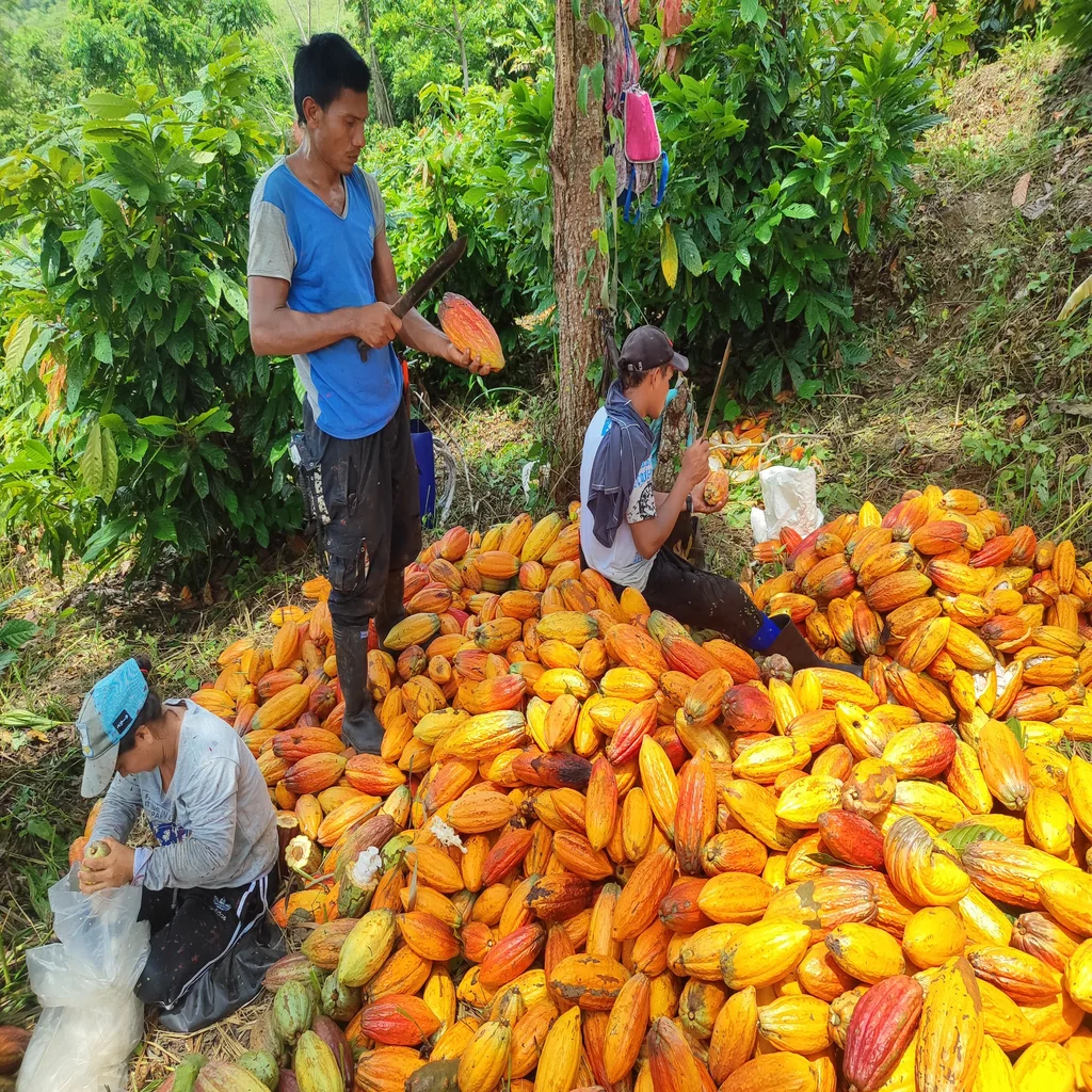 Cacao Orgánico