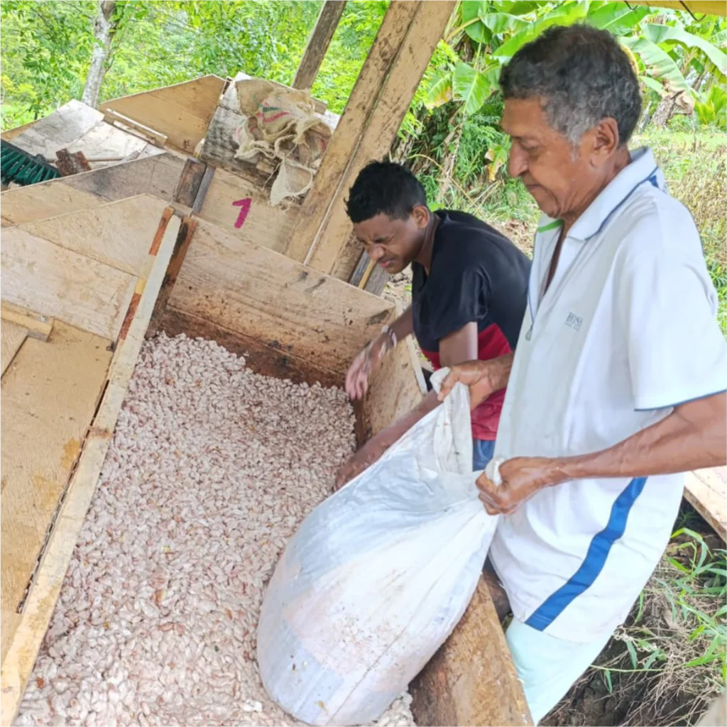 Cacao Orgánico